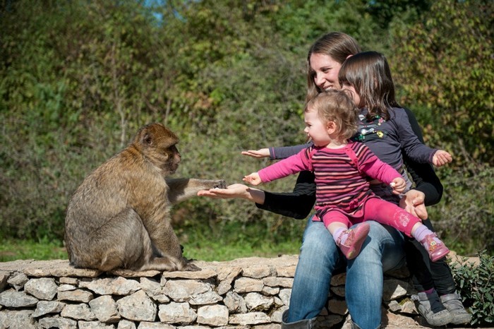 visite en famille foret des singes à Rocamadour